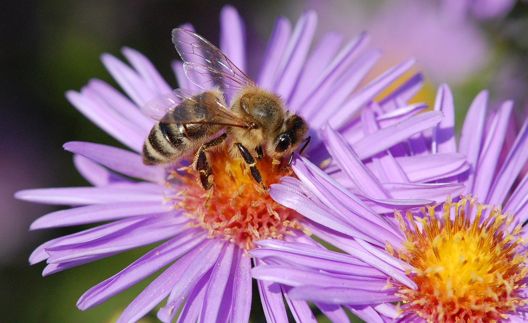 Von Bienchen und Blümchen ...