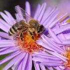 Von Bienchen und Blümchen ...