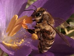 Von Bienchen und Blümchen