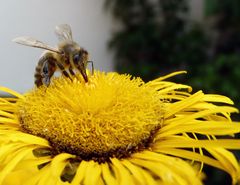 Von Bienchen und Blümchen .... Teil 2