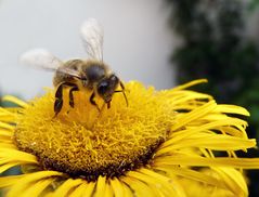 Von Bienchen und Blümchen .... Teil 3