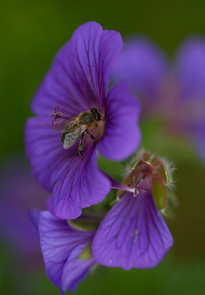 von bienen...