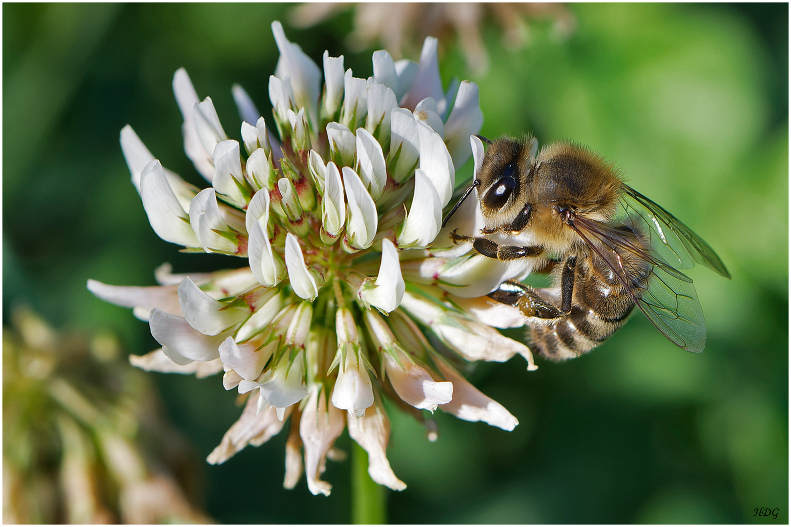 Von Bienen sehr ...