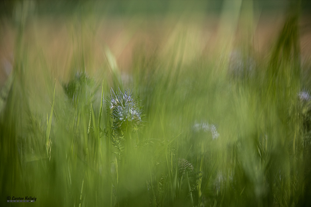 Von Bienen und Blümchen 