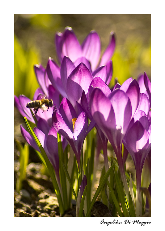 Von Bienen und Blümchen