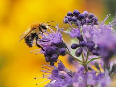 Von Bienen und Blüten.....