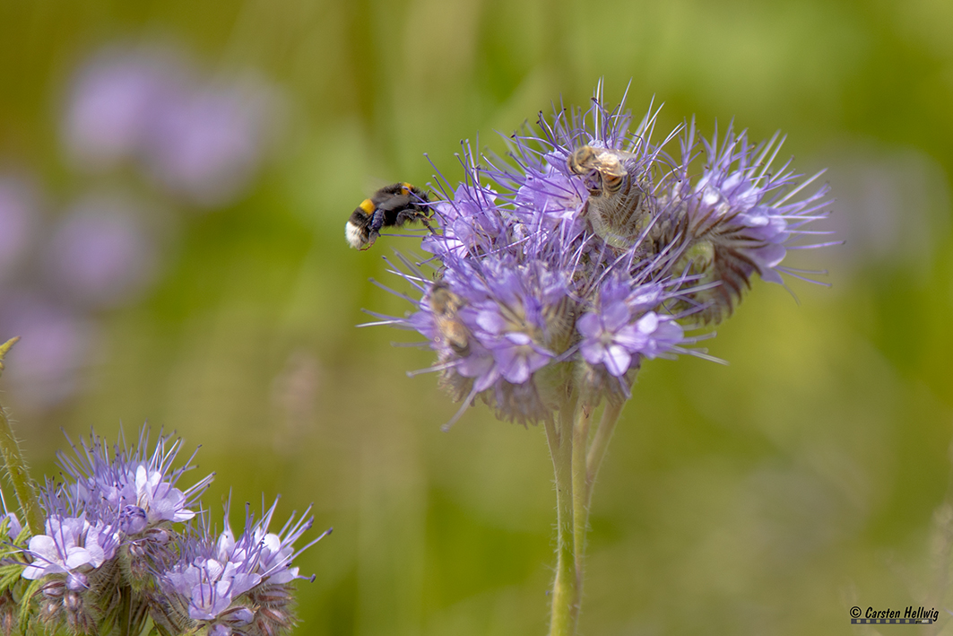 Von Bienen und Blüten