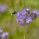 Von Bienen und Blüten