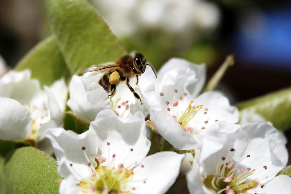 von bienen und blüten...