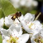 von bienen und blüten...