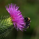 Von Bienen und Blüten