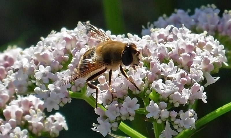 Von Bienen und Blüten