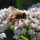 Von Bienen und Blüten