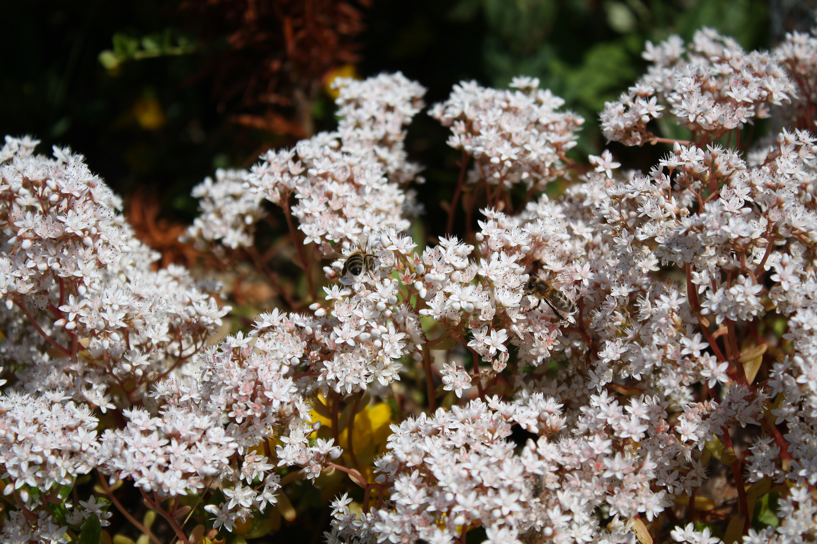 Von Bienen und Blumen......