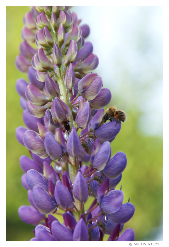 Von Bienen und Blumen