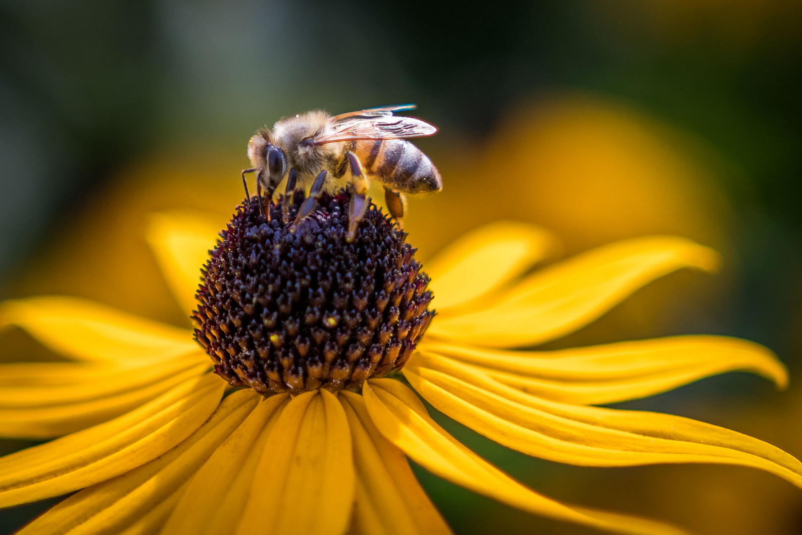 Von Bienen und Blumen :-)