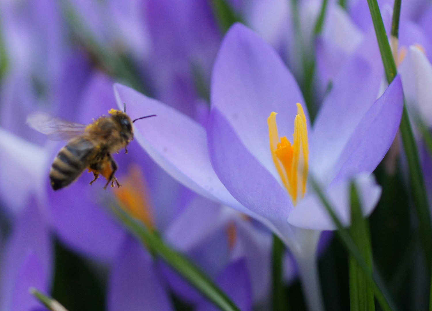 von Bienen und Blumen...