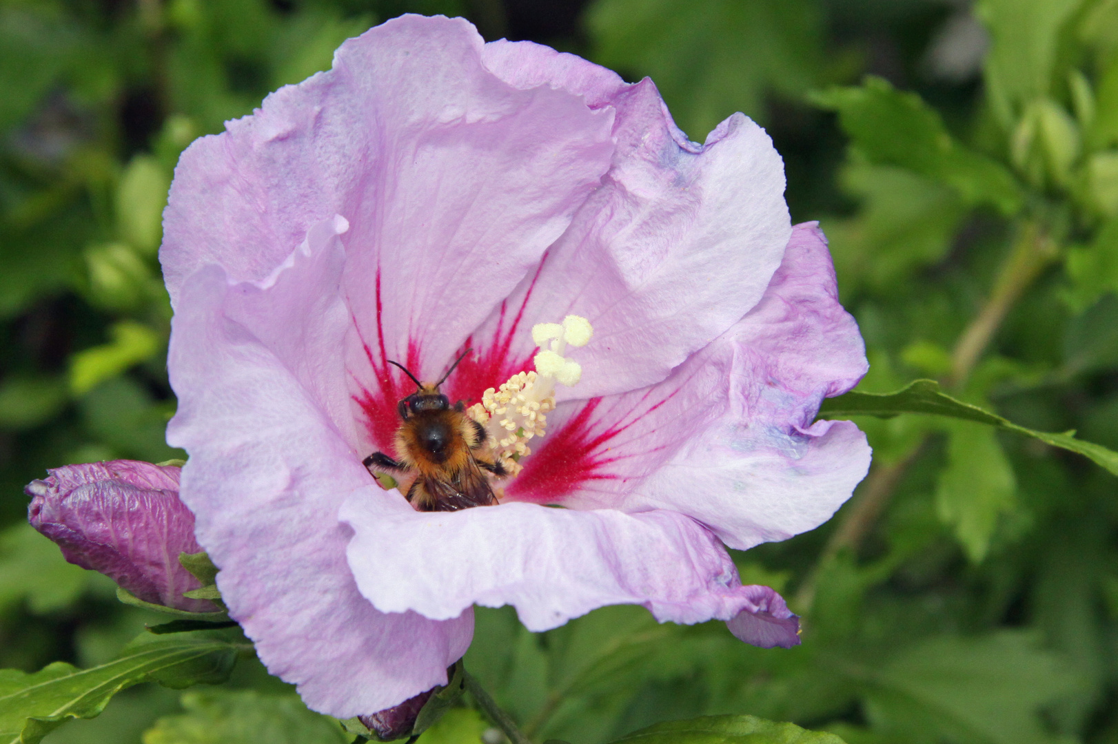 Von Bienen und Blumen...