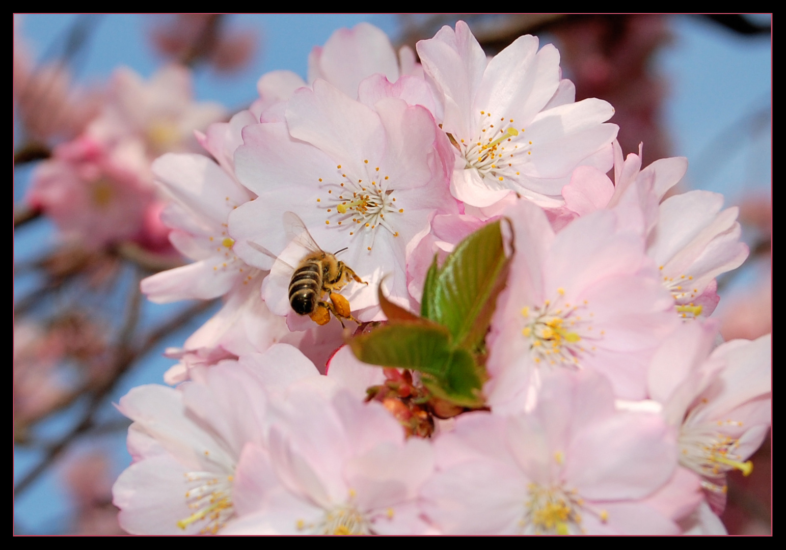 Von Bienen und Blumen *