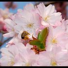 Von Bienen und Blumen *