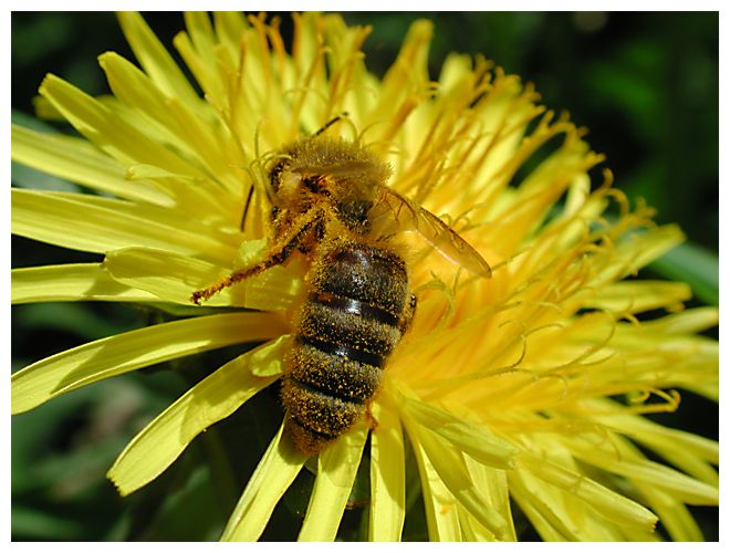 ..von Bienen und Blumen...