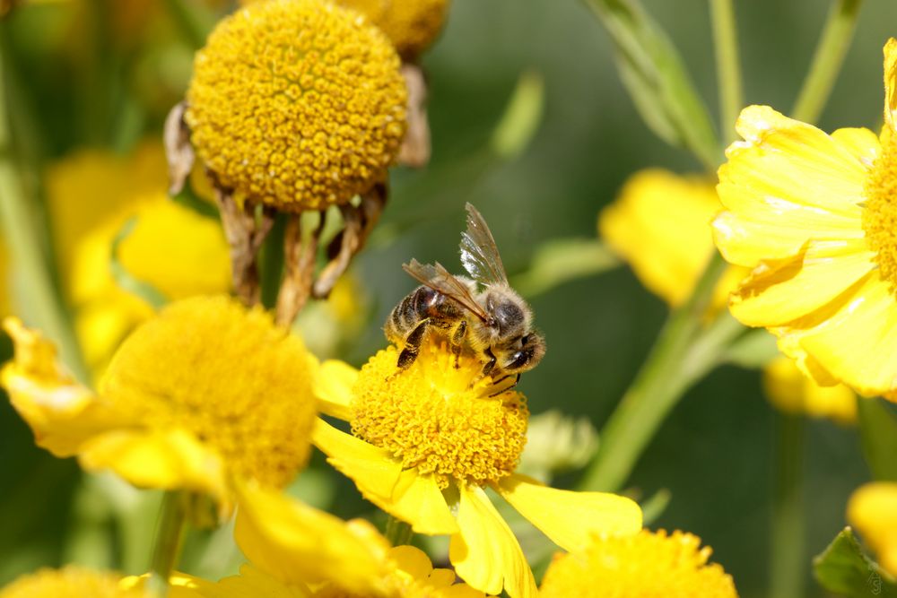 Von Bienen und Blumen...