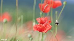 Von Bienen und Blumen