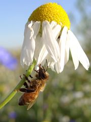 Von Bienen und Blumen....