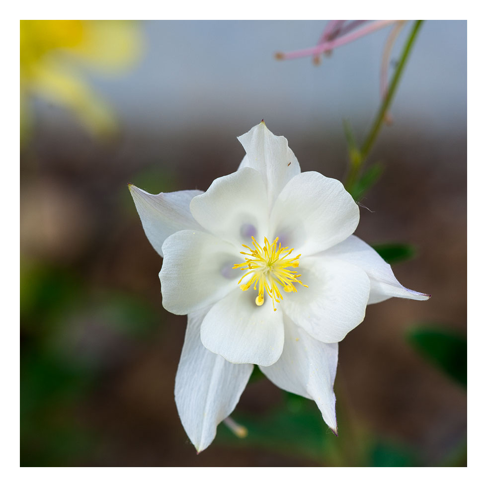 von Bienen und Blumen II