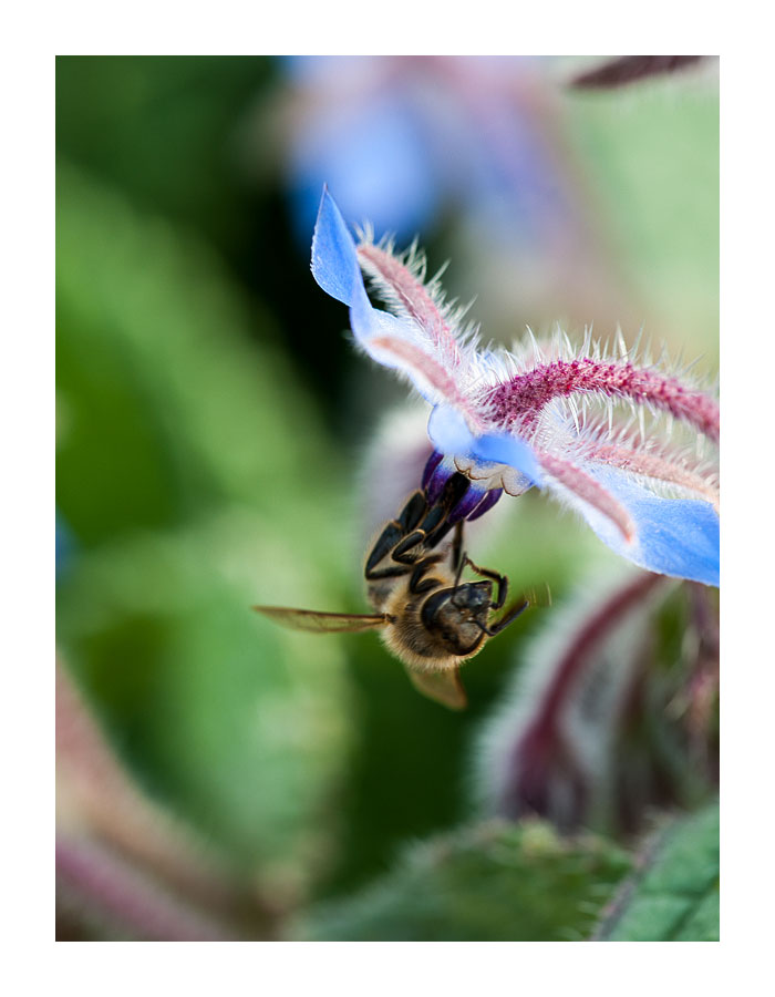 von Bienen und Blumen V