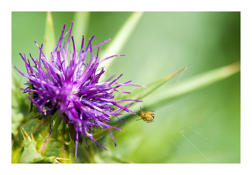 von Bienen und Blumen VI