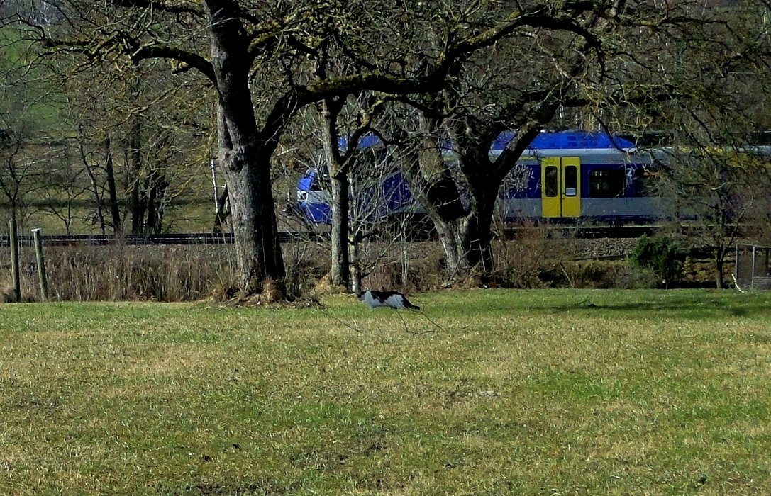 Von blauen Meerschweinchen und Hoftigern