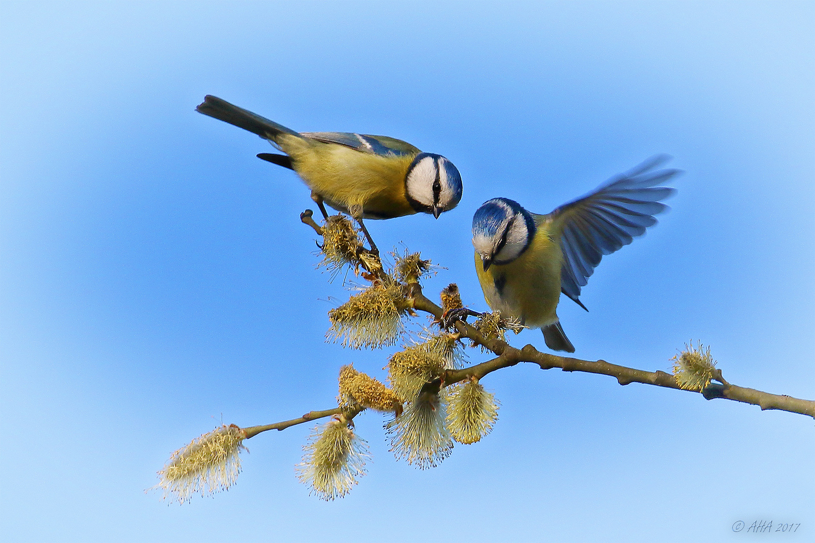 Von Blaumeisen und Weidenkätzchen