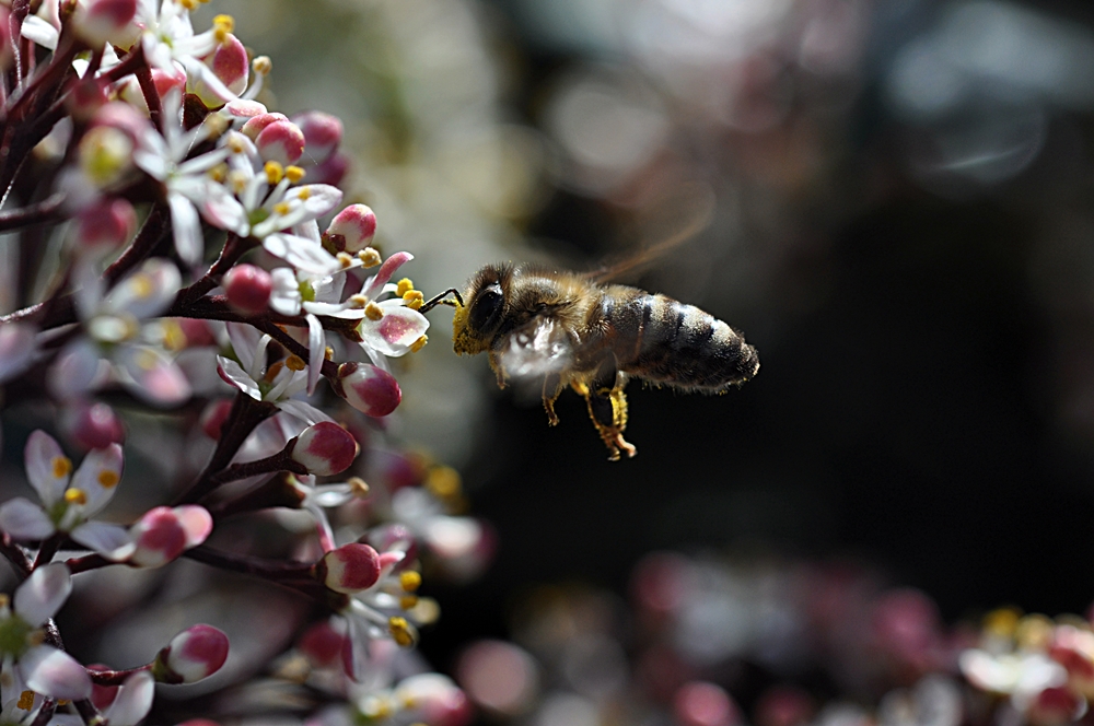 ... von Blümchen und Bienchen...