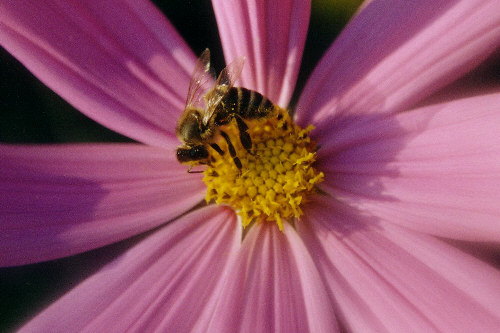 Von Blümchen und Bienchen