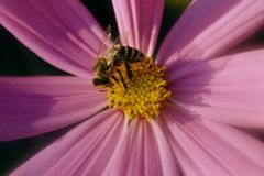 Von Blümchen und Bienchen