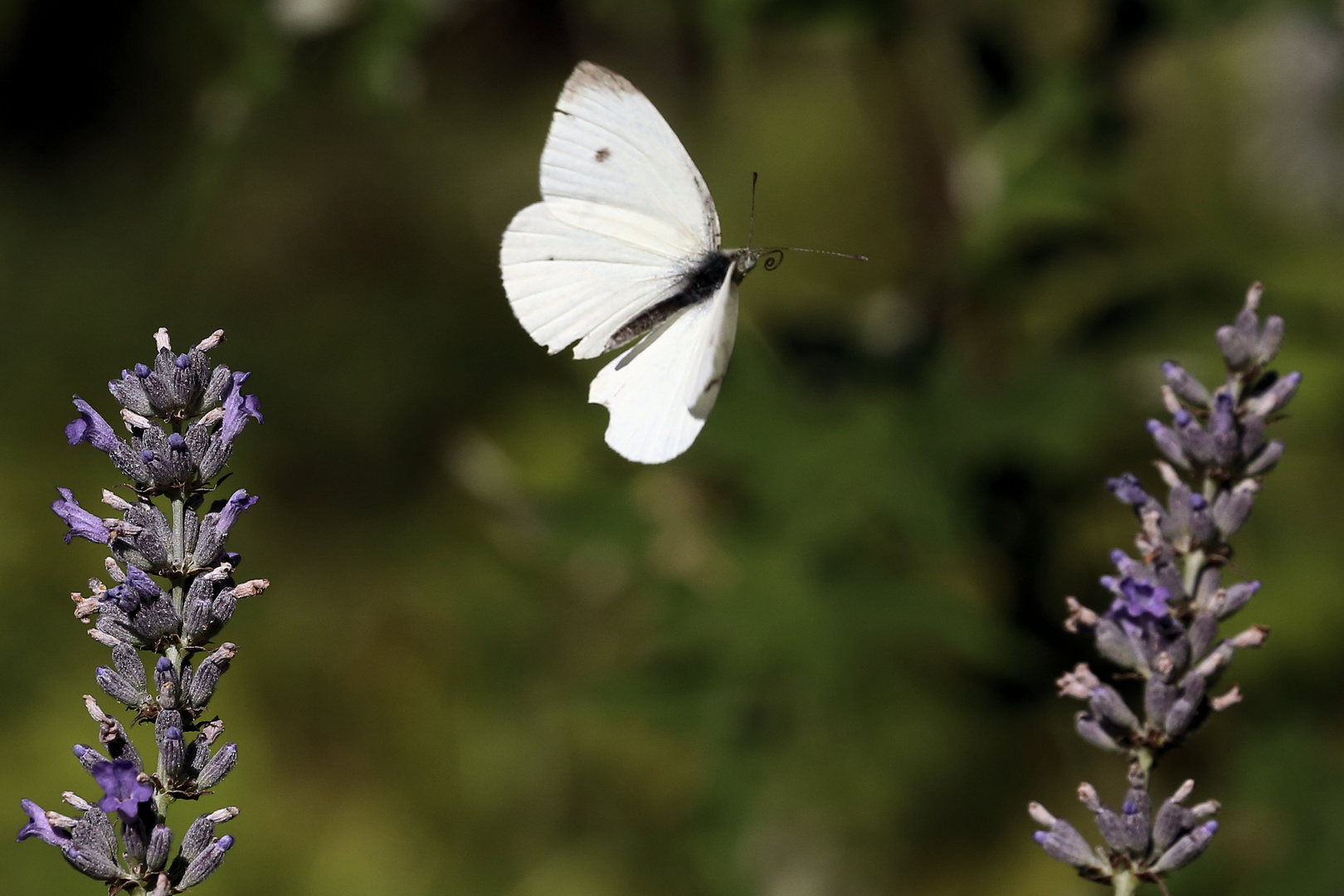 von Blüte zu Blüte