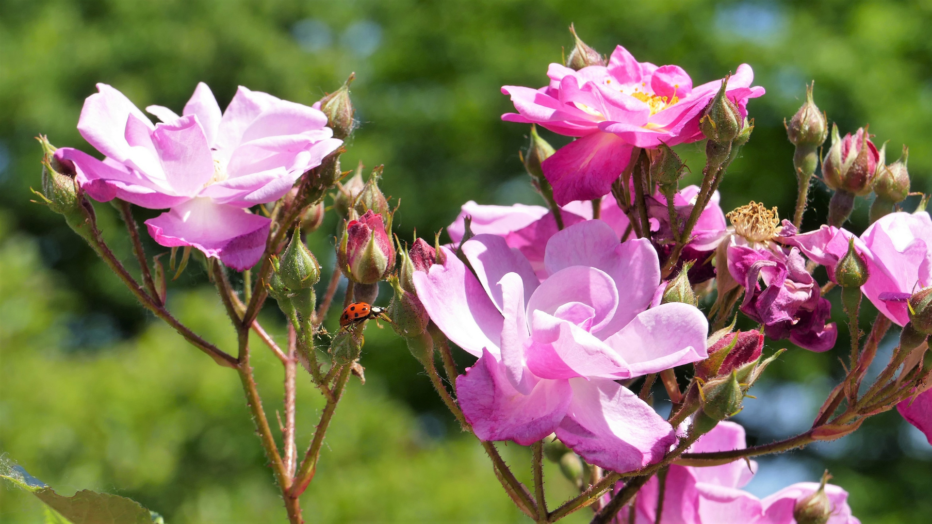 von Blüte zu Blüte