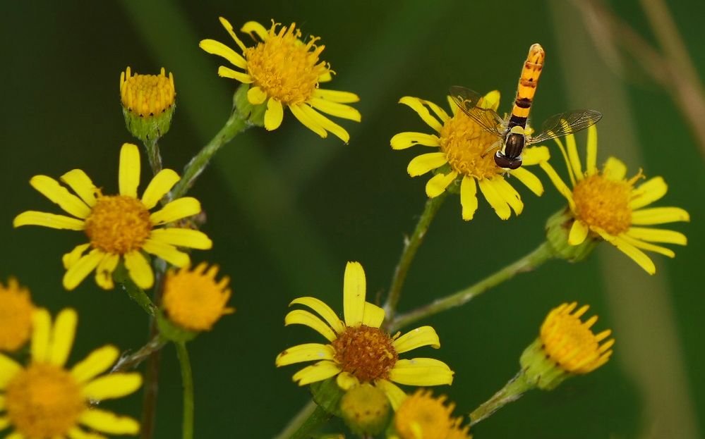 "VON BLÜTE ZU BLÜTE"