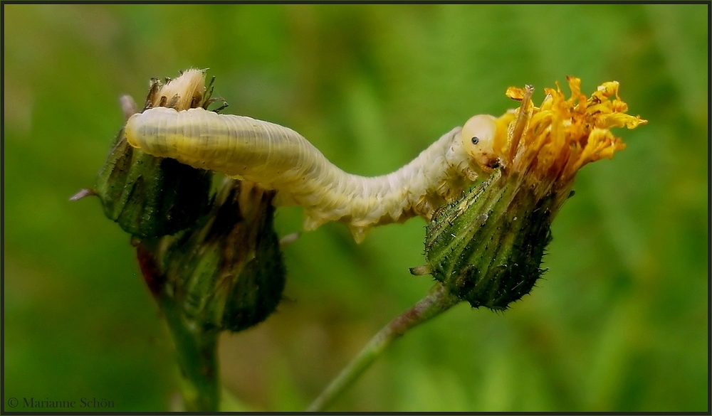 Von Blüte zu Blüte...