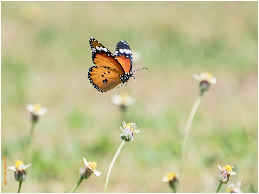 von blüte zu blüte...........