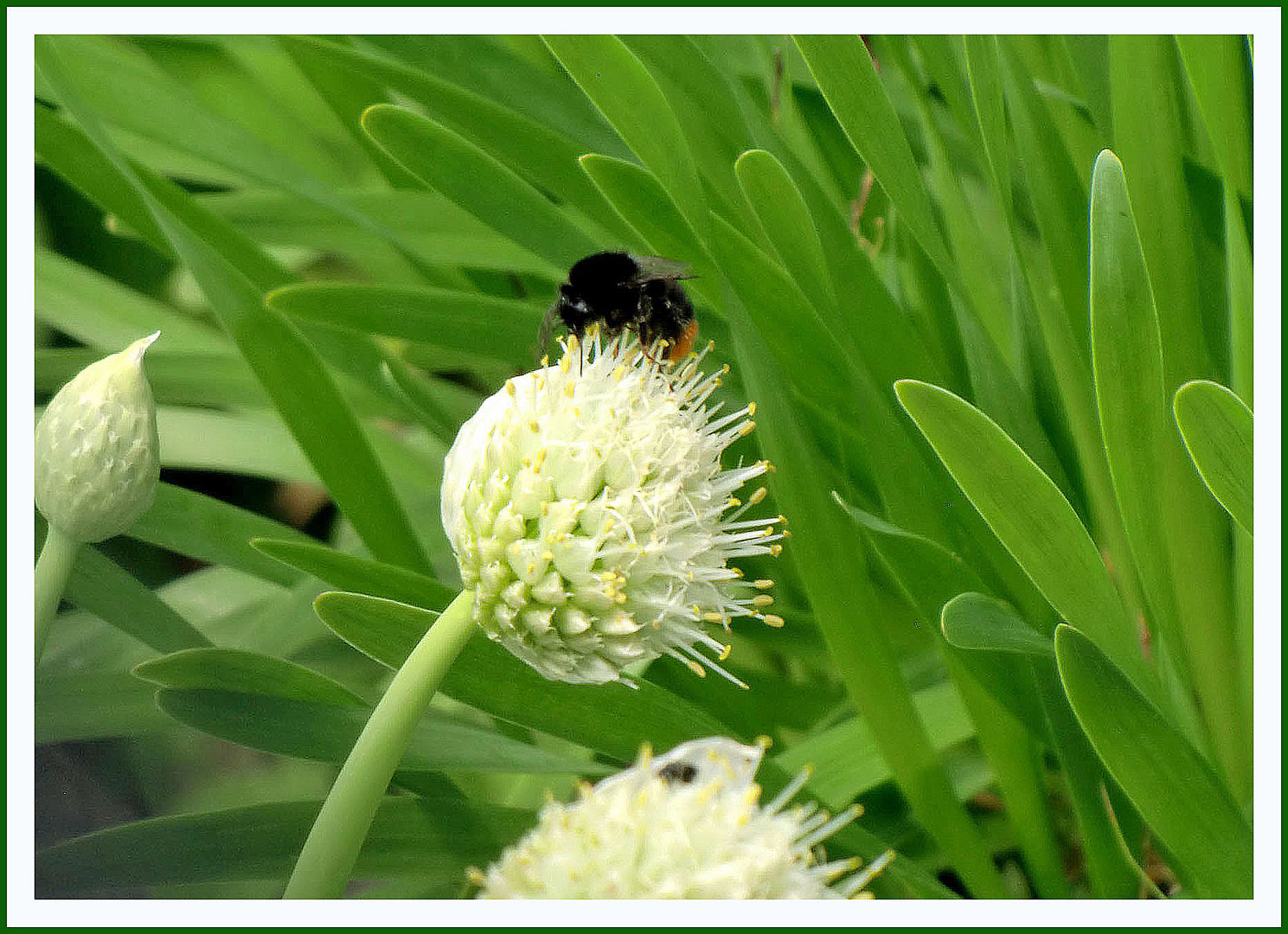 Von Blüte zu Blüte