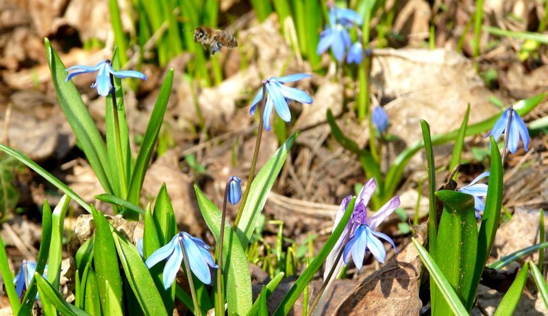 Von Blüte zu Blüte