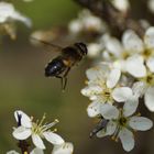 Von Blüte zu Blüte