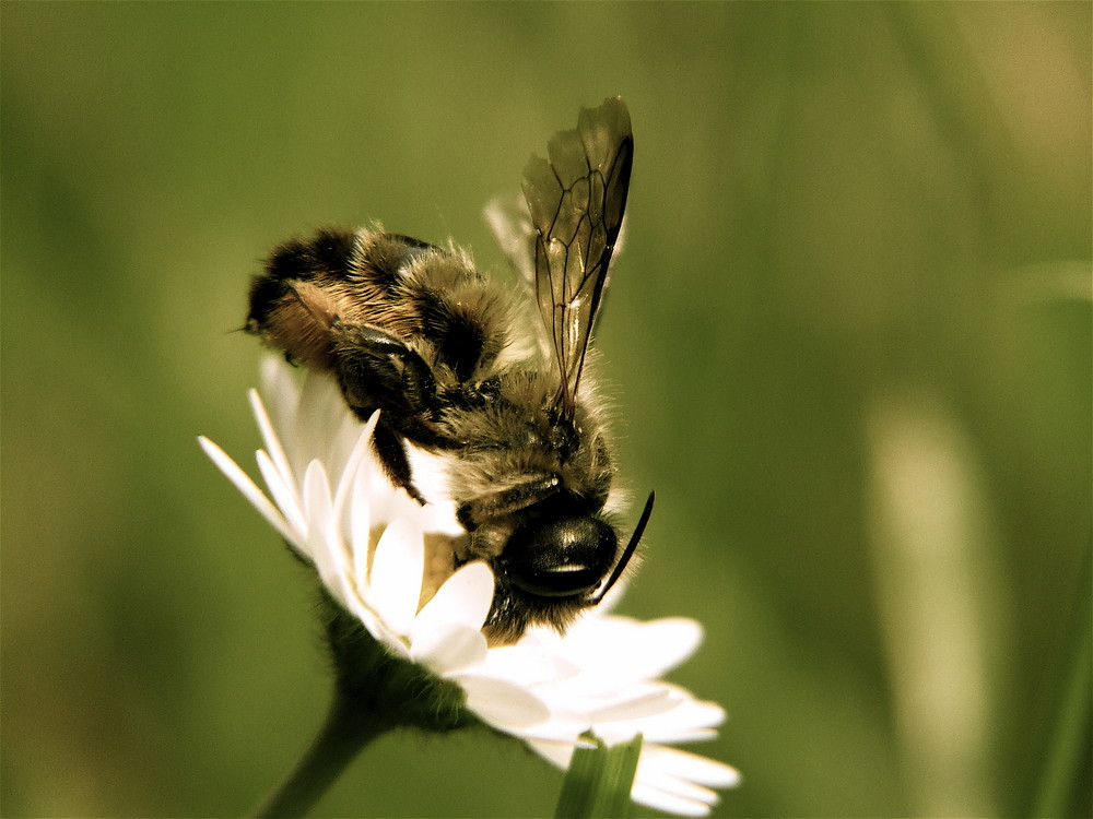 Von Blüte zu Blüte..