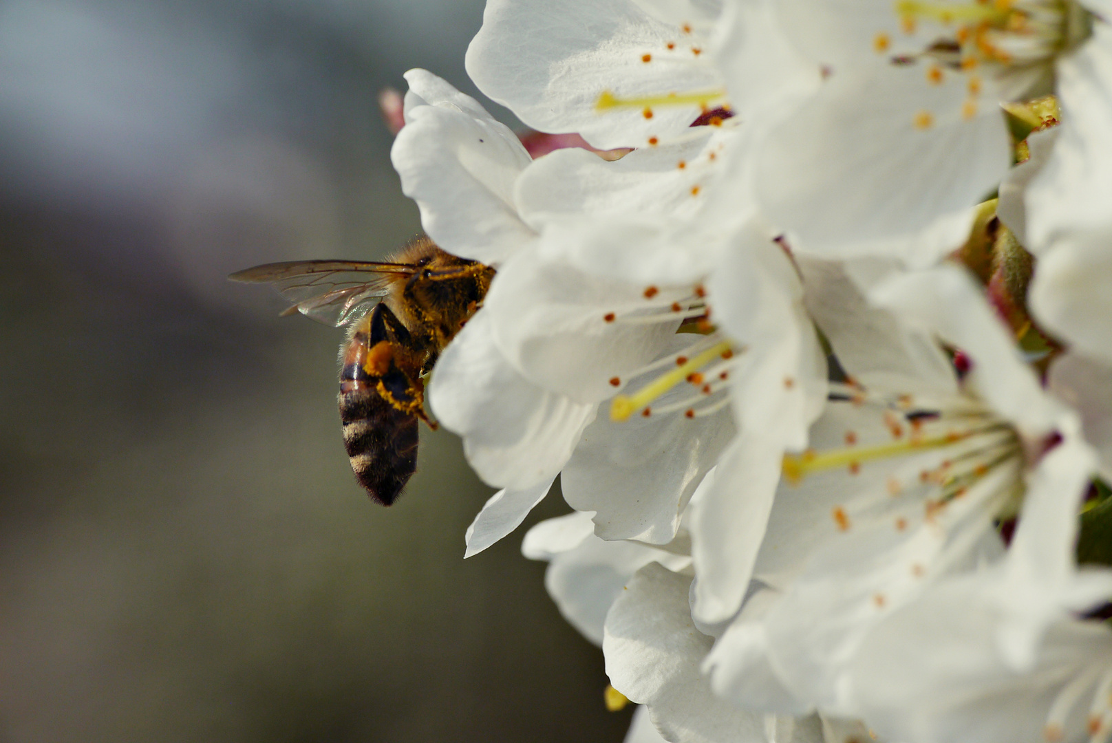 Von Blüte zu Blüte