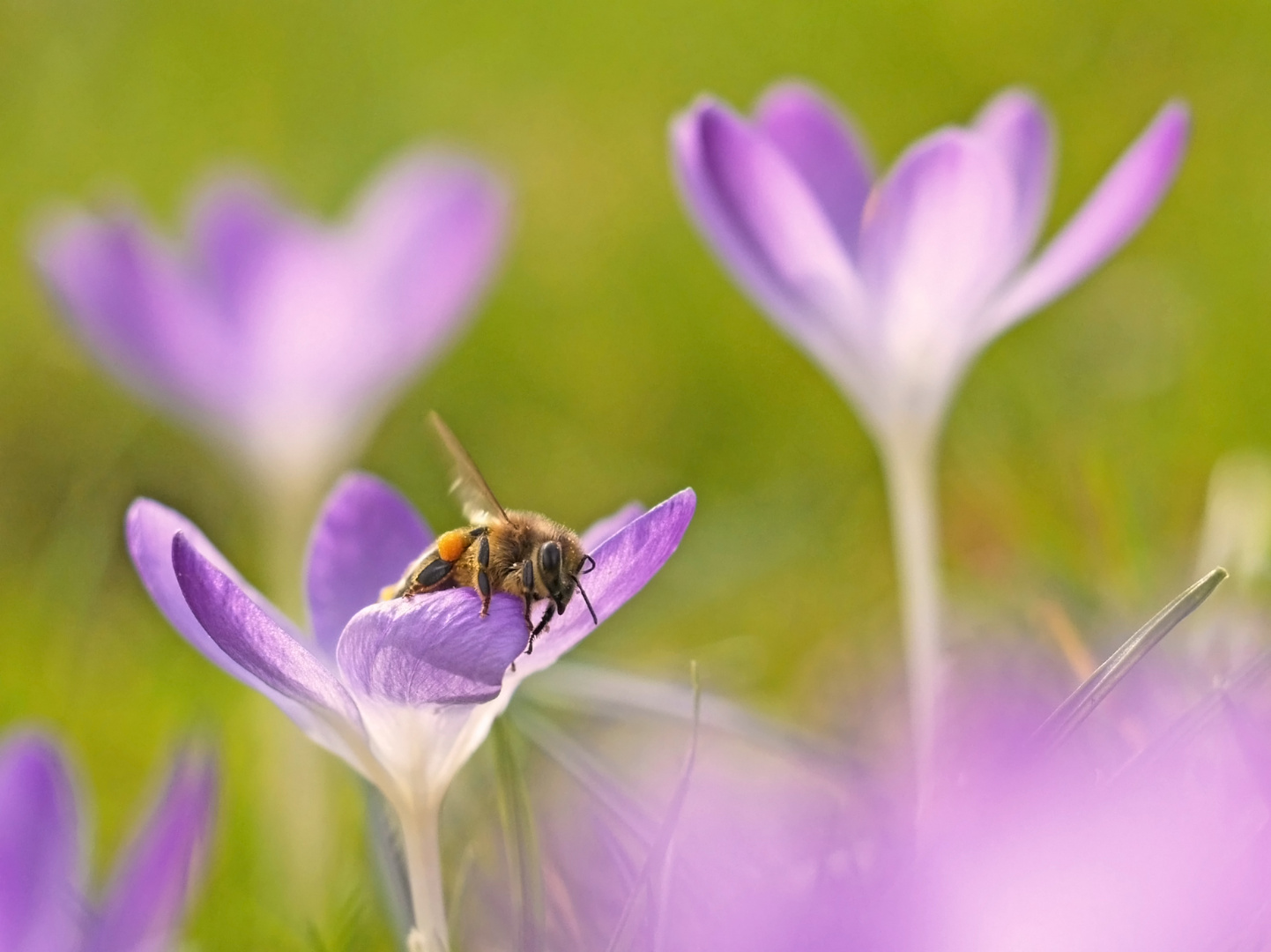 Von Blüte zu Blüte ...