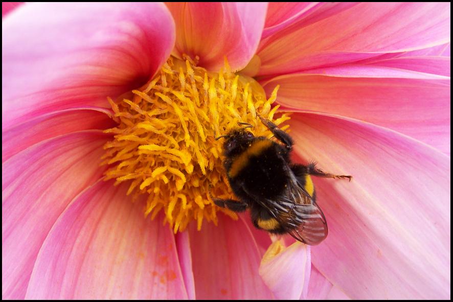 Von Blüte zu Blüte