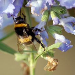 von Blüte zu Blüte