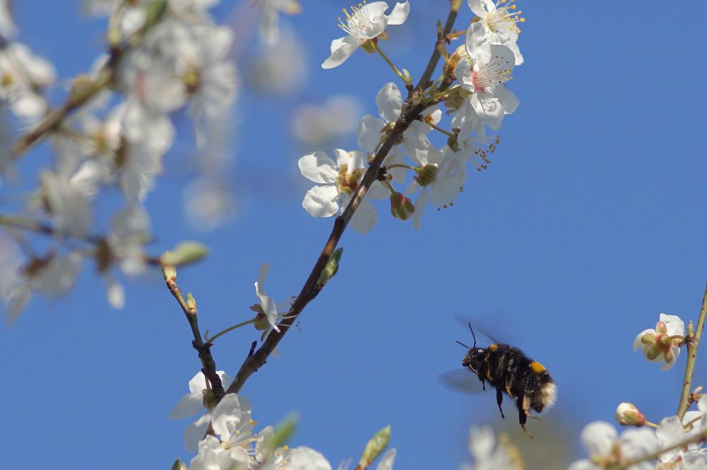 Von Blüte zu Blüte 